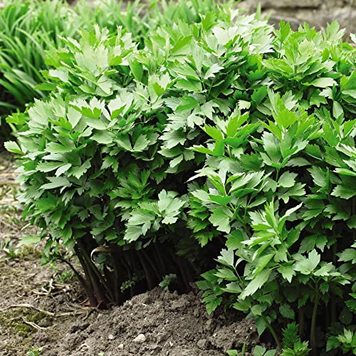 Lovage Seeds for Planting UK Levisticum officinale Ligusticum Levisticum Hardy Perennial Herb Easy to Grow Your Own Outdoor Garden Herbs (Approx. 75 Seeds) by Thompson and Morgan