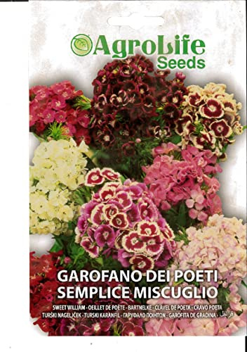 GAROFANO DEI POETI SEMPLICE MISCUGLIO SEME IN BUSTINA