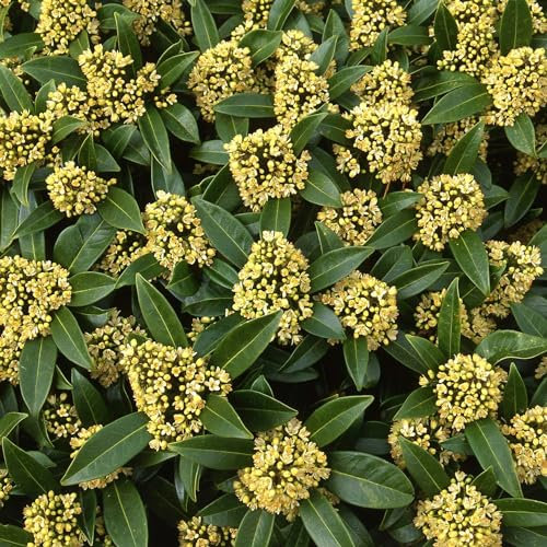 Plant Theory Kew Green Japanese Skimmia Skimmia x Confusa Shrub Plant 2L Pot