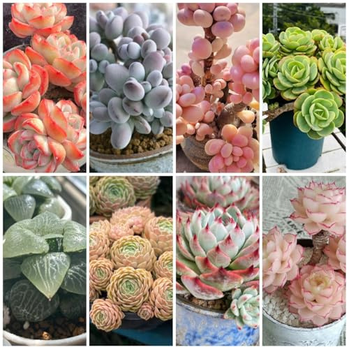 sukkulenten, topfpflanzen draußen winterhart sukkulenten seltene, wohnzimmer deko garten geschenk, schattenpflanzen kräuterpflanzen pflanzensamen 20pcs