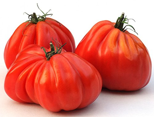 Tomate Ochsenherz - Oxheart, Cuore di bue - 20 Samen