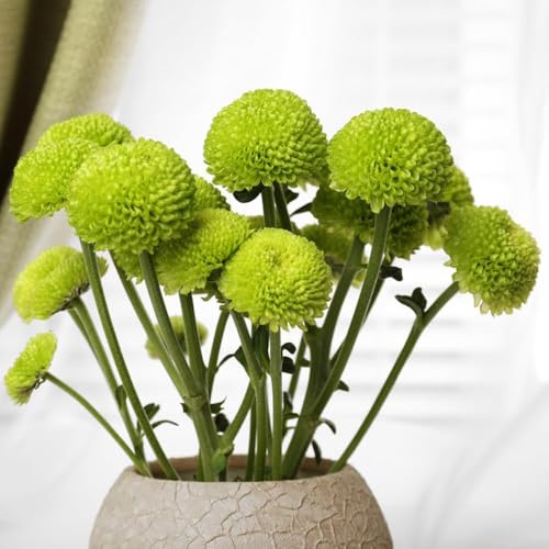 Semi di Pompon Mamma - semi balcone perenni perenni resistenti resistenti per il giardino crisantemos prados 25pcs