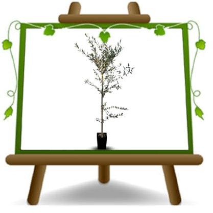 Olivier Olivenbaum Oliven Frantoio - Obstpflanze Baum max 160-3 Jahre Anbau Italien