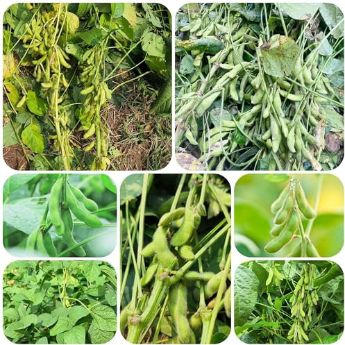 semillas de frijol edamame semillas de frijol de techo verde camas elevadas para jardín semillas de frijol plantas exóticas plantas de balcón resistentes semillas de plantas de 45pcs