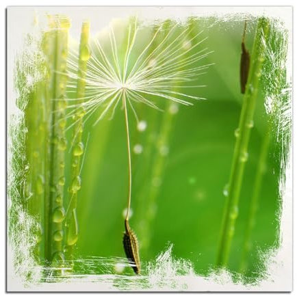 Wallario Wandbild aus Holz Pusteblume Nahaufnahme - 50 x 50 cm in Premium-Qualität: Brillante Farben