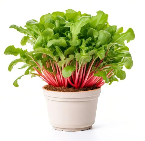 mangold - kräutergarten mangold bohnenkraut gemüsesamen gartenkräuter bio hochbeet balkonpflanzen winterhart - Seltene - 750samen