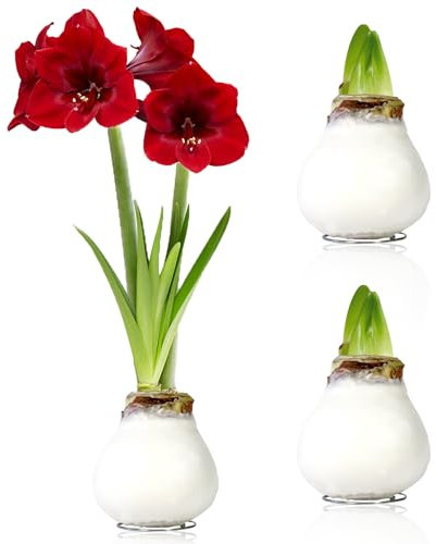 Amaryllis in Wachs Weiß - 2 Wachsamaryllis Blumenzwiebeln - Wax Amaryllis Zwiebel in Großformat 26/28 - Exklusive Echte Pflanzen aus Holland - Hippeastrum (keine Samen, nicht künstlich)