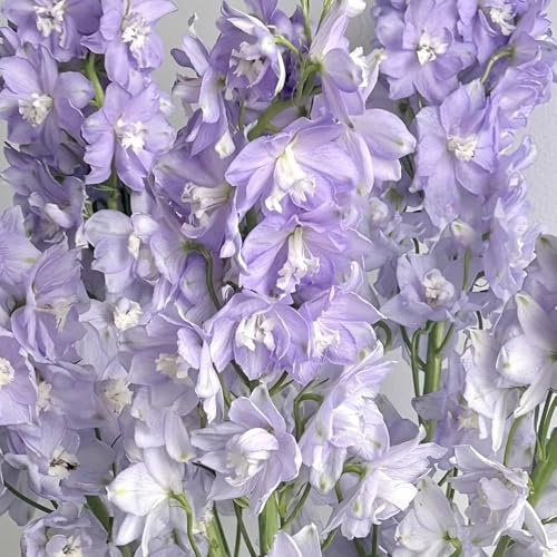 semi di delphinium, delphinium ornamentali decorazione resistenti all'esterno primaverile, selvatici decorazione giardino 80pcs