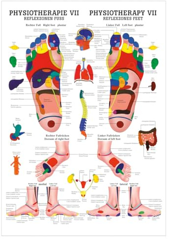 Sport-Tec Reflexzonen Fuss Mini-Poster Anatomie 34x24 cm medizinische Lehrmittel