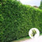 Hecken Helge/Lebensbaum (Thuja) Brabant / 80-100 cm / 9 Stück / 3 Meter