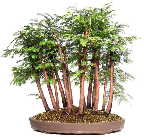 25 semi Metasequoia glyptostroboides (Alba Redwood) FA un ottimo Bonsai, da semi e fattorie:Seeds