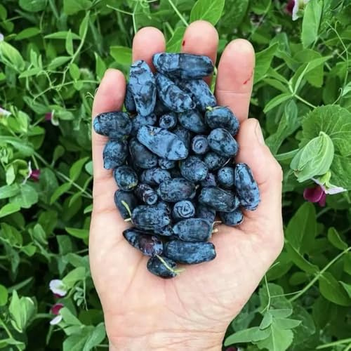 Mirtillo siberiano - honeyberry siepi, arbusti, decorazioni per il soggiorno da spalliera Acquista da biologici per gli amanti del 100semi