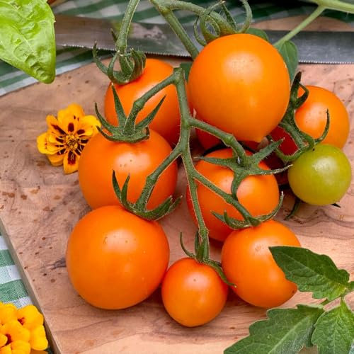 Tomato 'Merrygold' F1 Seeds - Blight-Resistant Orange Cherry Tomatoes - High-Yield, Sweet, and Tangy - Vibrant Orange Color - Cordon/Indeterminate Growth - 1x Seed Packet by Thompson & Morgan