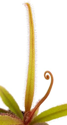 Fangblatt - Drosera adelae - Sonnentau im Ø 9 cm Rundtopf - fleischfressende Pflanze - exotische Karnivore