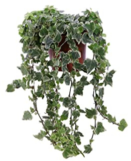 Pianta di Hedera Helix White Wonder pianta di Edera pianta da esterno pianta ornamentale d Edera pianta con foglie variegate pianta vera venduta da eGarden.store