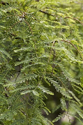 Metasequoia glyptostroboides 'Miss Grace' 40 cm Stammhöhe – Winterhart, Mehrjährig, Pflegeleicht – Urweltmammutbaum – Solitärgehölz für Kübel & Garten