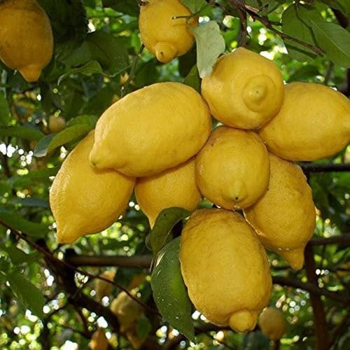 Pianta da Frutto in Fitocella, 2 Anni, Altezza 150 cm, Resistente, per Balconi Terrazze e Piccoli Giardini 1 PIANTA DI (LIMONE SORRENTO)