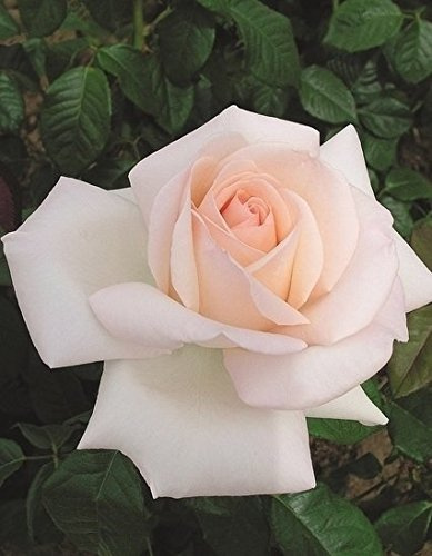 Duftrose d. Provence Schloss Ippenburg im 5 Liter Rosentopf