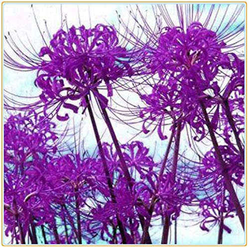 Lycoris radiata/Bellissime piante di decorazione del parco-28 bulbi,B