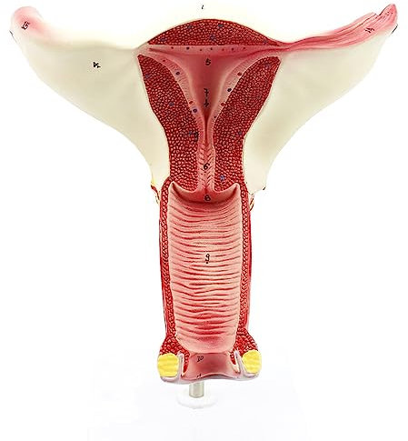 Modèle D'anatomie Utérine, Modèle Scientifique D'anatomie Utérine Vaginale Génitale Féminine, Boîte À Outils Scientifique en PVC