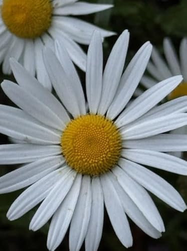 1 Pack of 2000 SEEEDS Ox Eye Daisy - Leucanthemum Vulgare