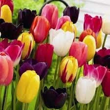 Cottage Garden Bulbs: Mixed Tulip Bulbs - Spring Flowering - Packs of 50 & 100 Available - Free P & P (50)