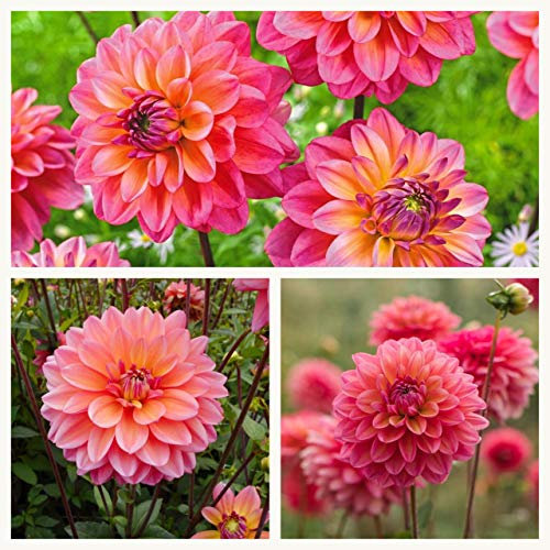 Decorative Dahlia Great Silence Tubers. Magneta Pink and Gold Flowers. Grade I (3)