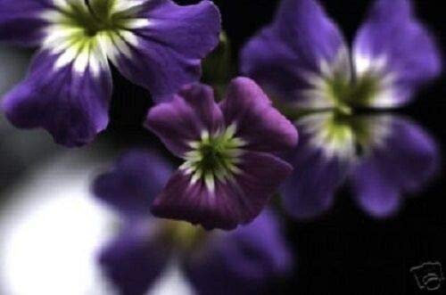 60+ seltene indigoblaue Vergissmeinnicht-Myosotis/mehrjährige Blumensamen