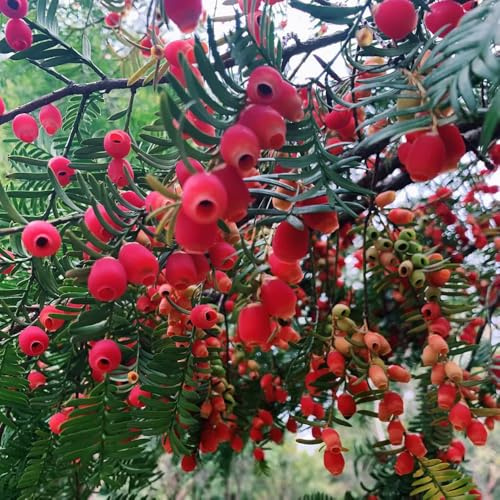 semi di taxus baccata - giardino resistenti balcone con appartamento decorazione esterni 500pcs