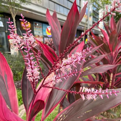 semi resistenti di giglio club - in vaso da esterno decorazione del balcone giardino 150pcs