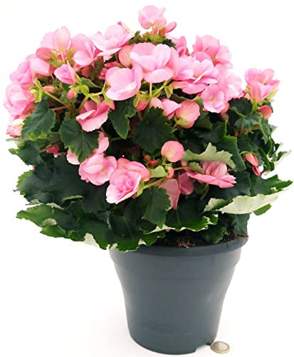 POWERS TO FLOWERS - BEGONIA BETULIA ROSA CONFETTO XXL, VASO 18CM DIAMETRO, pianta vera