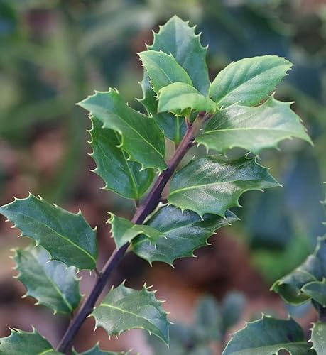 Stechpalme Ilex männlich Blue Prince 30-40cm - ilex meserveae - lebende Gartenpflanze aus den Baumschulen