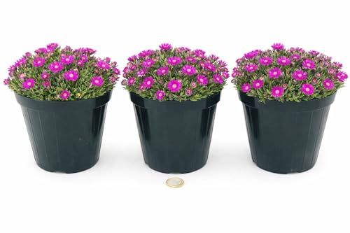 POWERS TO FLOWERS - DELOSPERMA FUCSIA, MESEMBRIANTEMO RIFIORENTE, 3 PIANTE IN VASO 14 cm DIAMETRO, piante vere