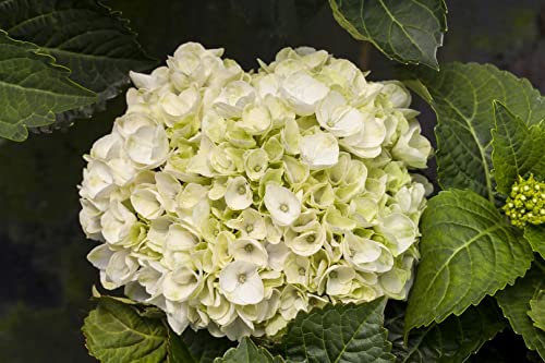 Hydrangea macrophylla 'Everbloom White Wonder' 30-40 cm – Winterhart, Mehrjährig, Pflegeleicht – Hortensie – Blühstrauch für Garten & Kübel