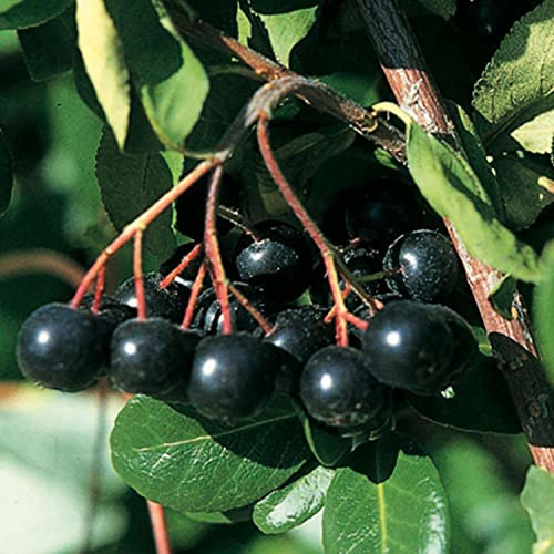 GARTEN SCHLÜTER® Apfelbeere 'Hugin' - Aronia melanocarpa