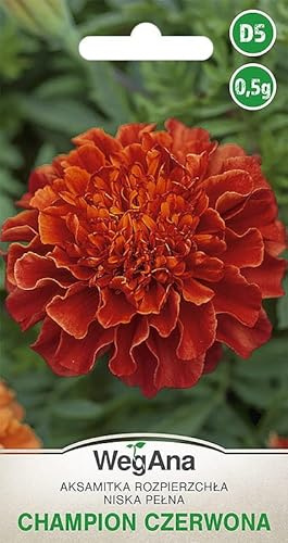 WegAna Seeds Caléndula Champion Roja 0,5 g - Variedad precoz - Poco exigente Plantas bajas - Plantas de jardín Plantas de balcón Pasto para abejas Flores Semillas