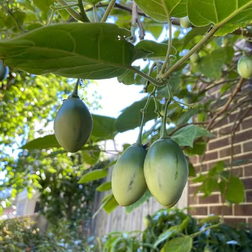 semillas de tomate de árbol tamarillo, resistentes para el jardín. decoraciones para exteriores. 60pcs