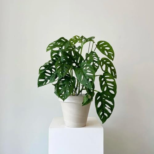 semillas de monstera - jardín en el balcón la decoración de la oficina resistentes trepadoras jardín interior exóticas cobertura del 10pcs
