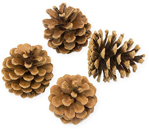 itenga große Deko Tannenzapfen 0,5kg 500g ca 25 Stück ca. 4-8cm Zapfen