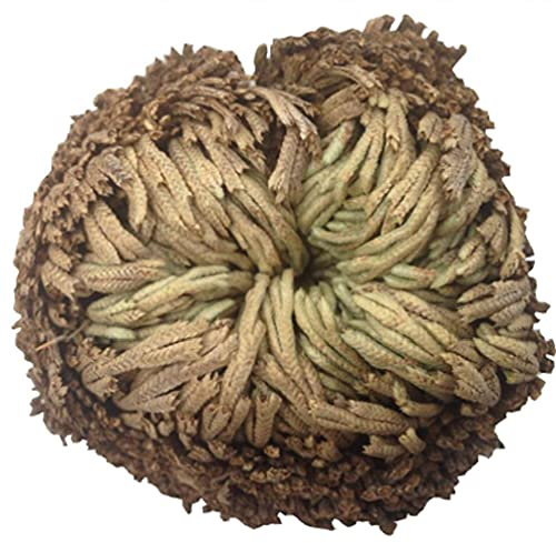 Di Rose Di Resurrezione Air Fern Spike Moss Moss Selaginella