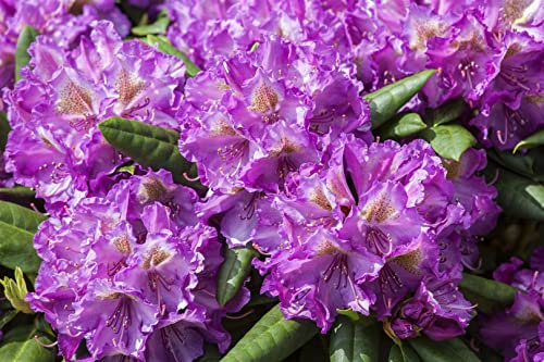 Rhododendron yakushimanum 'Bohlken's Lupinenberg' 30-40 cm – Winterhart, Immergrün, Mehrjährig – Rhododendron – Zierstrauch für Garten & Kübel