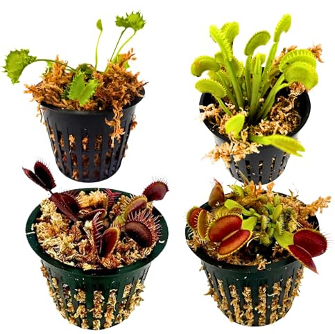Venus Flytrap 4-Pack Assorted Live Plants – Carnivorous Plant Grab Bag with Mixed Varieties – Easy to Grow in Pots or Terrariums – Dionaea muscipula