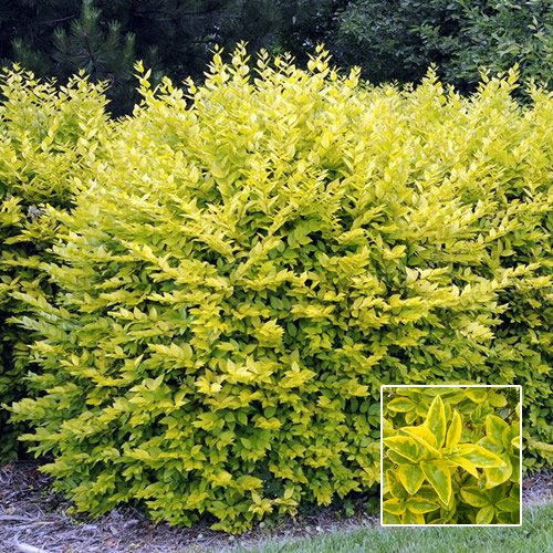 Ligustrum Aureum (Gold Privet) 9cm #1