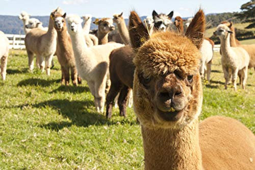 Puzzle 1000 Teile Alpaka Spielzeug Kinder Adult Lernspielzeug (50X75CM)