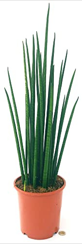 POWERS TO FLOWERS - SANSEVERIA CILINDRICA YNKA XXL, ALTEZZA 70CM, piante vere