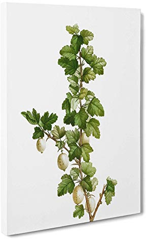 Big Box Art Gooseberry Bush by Pierre-Joseph Redoute Canvas Wall Art Framed Picture Print, 30 x 20 Inch (76 x 50 cm), White, Green