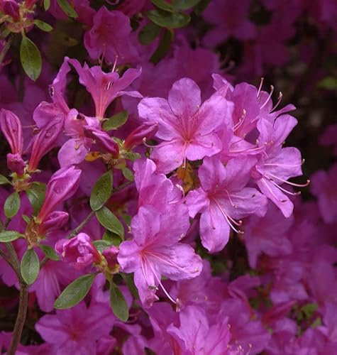 Japanische Azalee Multiflorum Lila 20-25cm - Rhododendron obtusum - lebende Gartenpflanze aus den Baumschulen