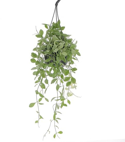 KENTIS - Dischidia Nummullaria - Pianta Vera da Interno Rampicante - Piante da Appartamento Ricadenti Purifica Aria - Vaso Ø 14 cm