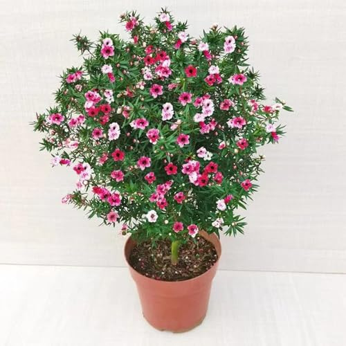 Semi di di Manuka-Leptospermum scoparium,per il giardino,colorati regali per gli amanti del giardino di semi di,200pcs