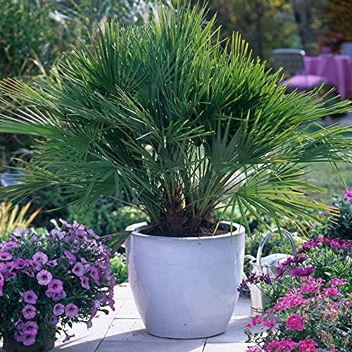 YouGarden Hardy Fan Palm, Chamaerops humilis, 40-50cm Tall in 14cm Pot, Exotic Dwarf Palm for UK Gardens
